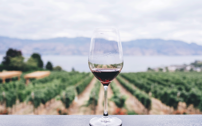 ¿Amante del vino? Te encantarán estas propuestas