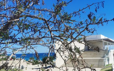 Luna de miel perfecta: el lujo de un hotel y la magia de un destino