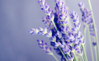 Aceites esenciales con intención, conoce todo sobre ellos